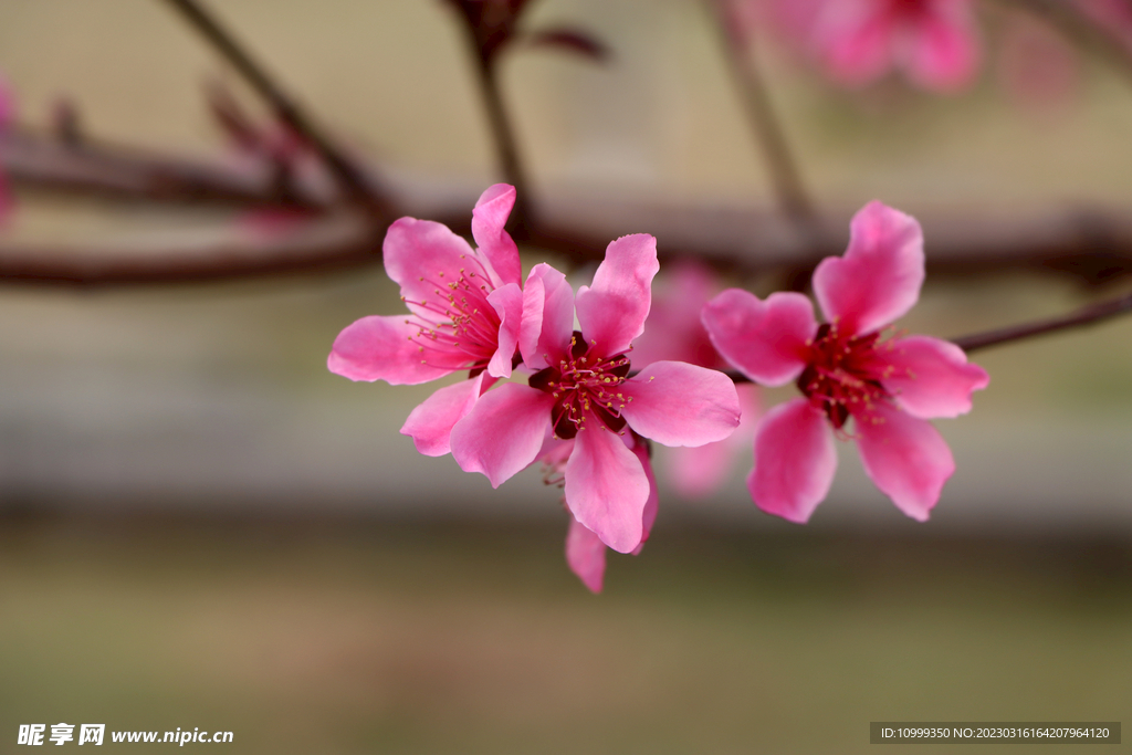 桃花