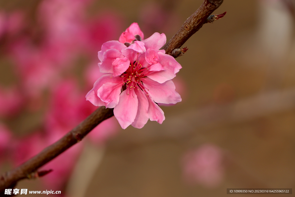 桃花