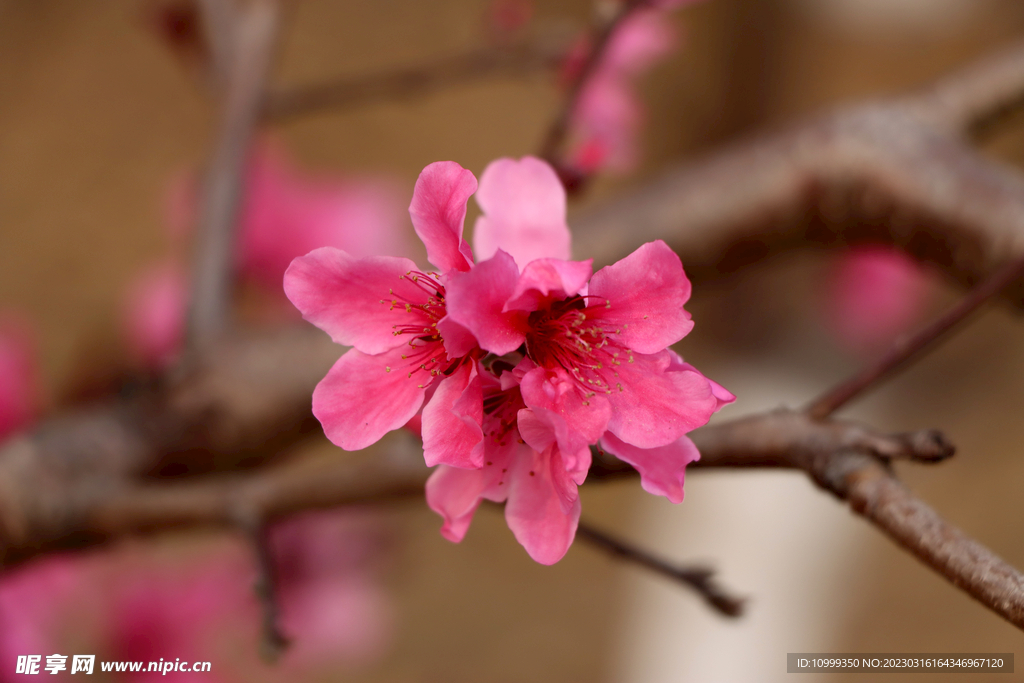 桃花