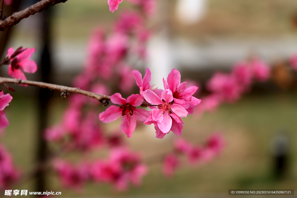 桃花