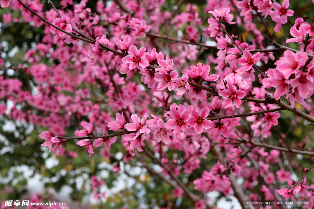 桃花盛开