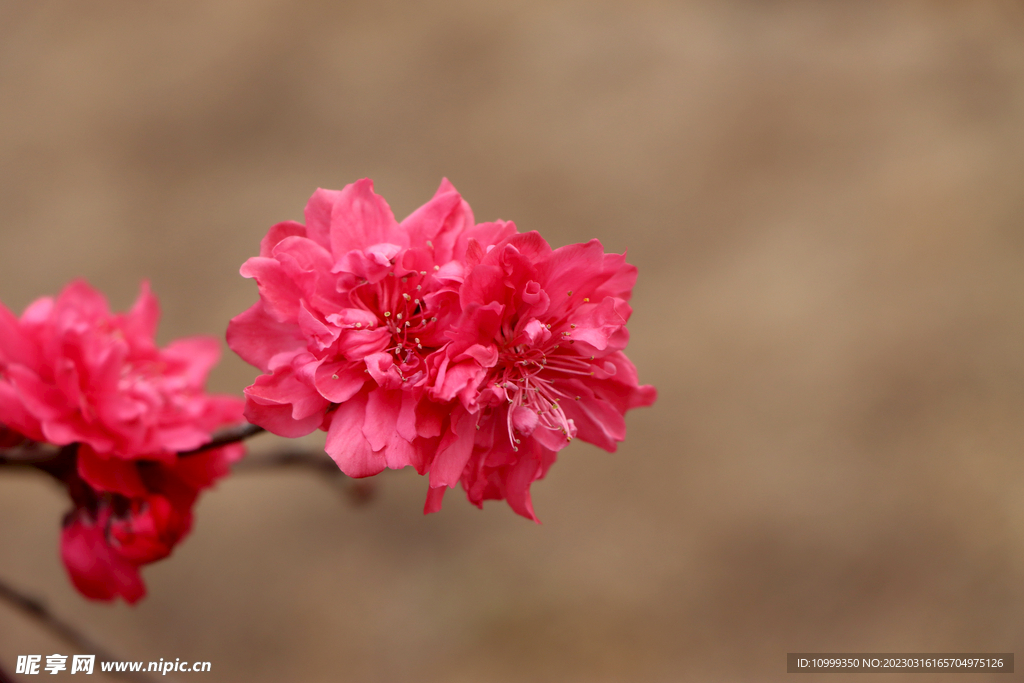 桃花