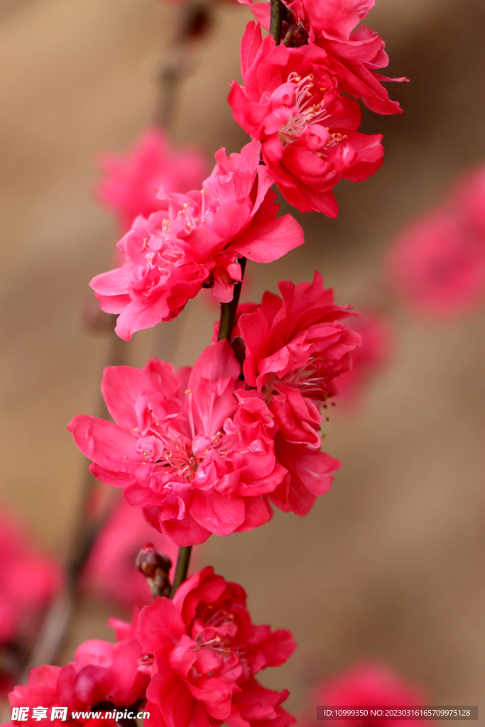 桃花