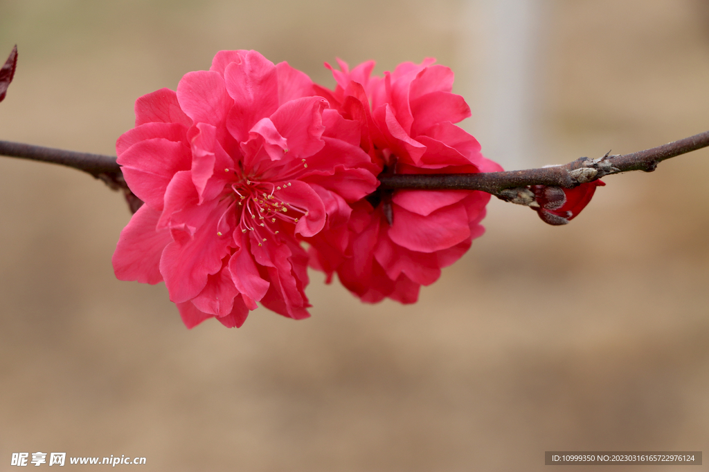 桃花