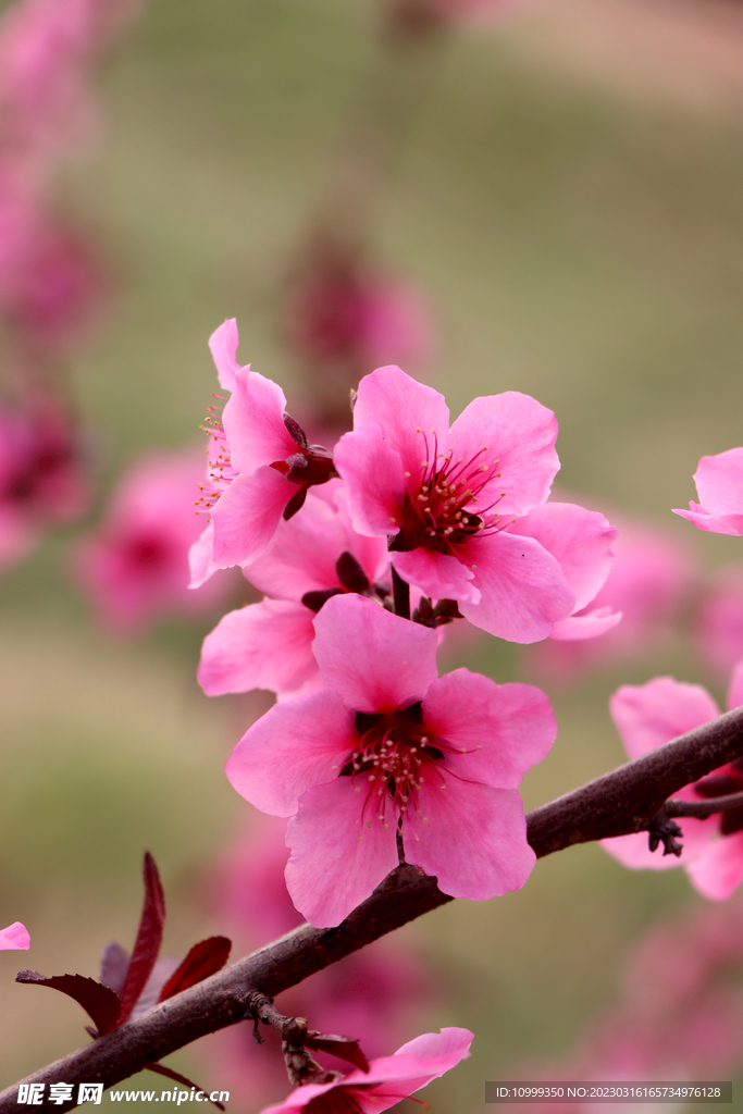 桃花