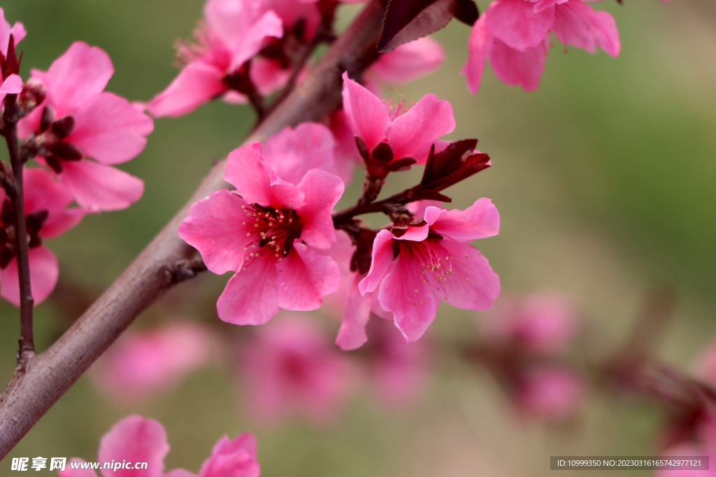 桃花