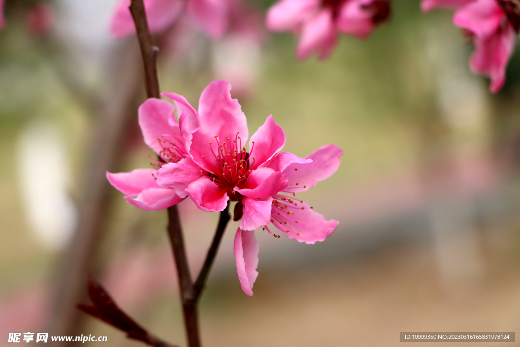 桃花