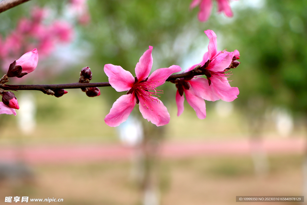 桃花