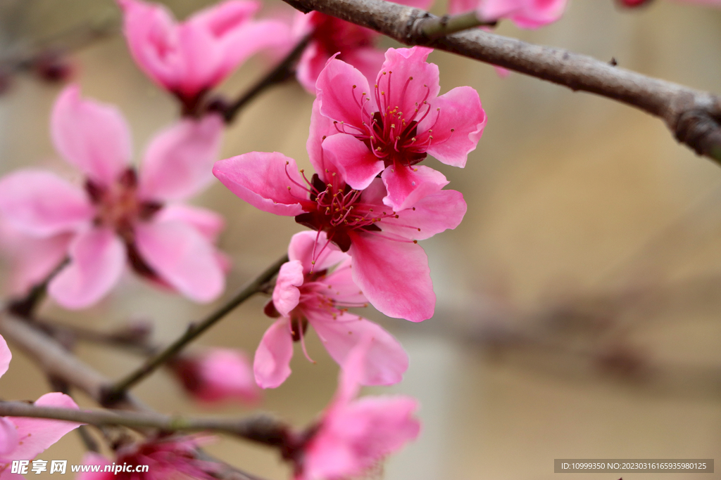 桃花