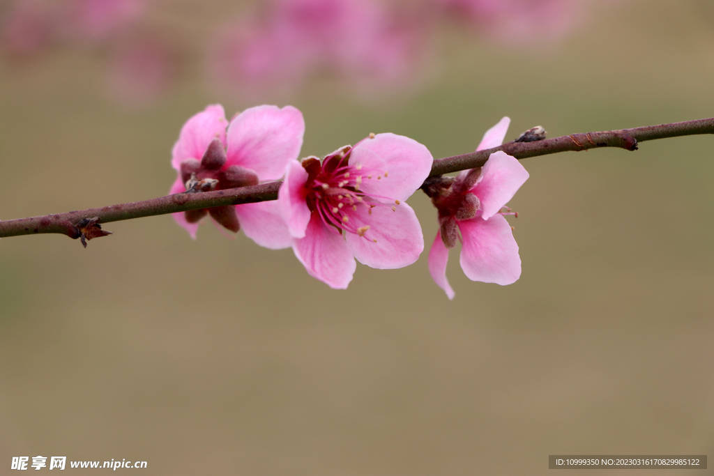 桃花