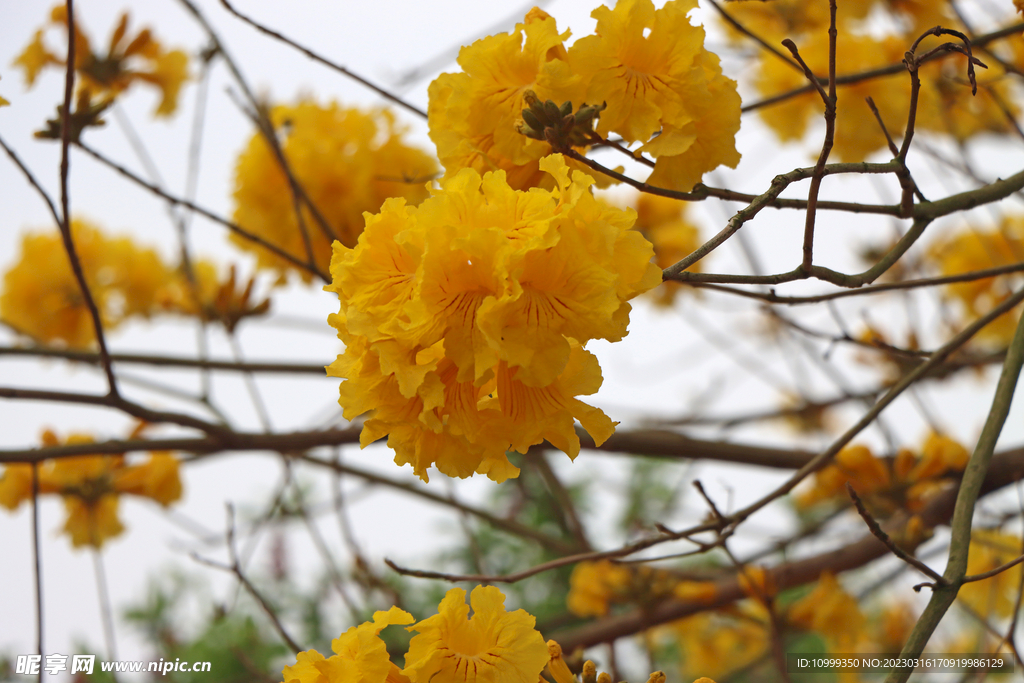 风铃花