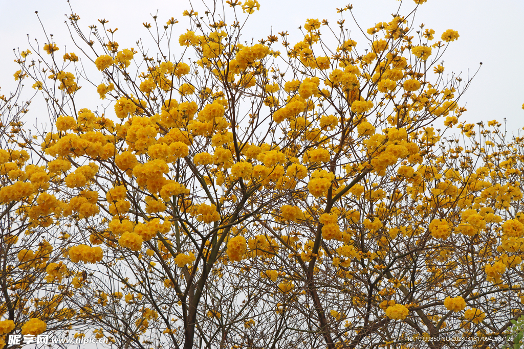 风铃花