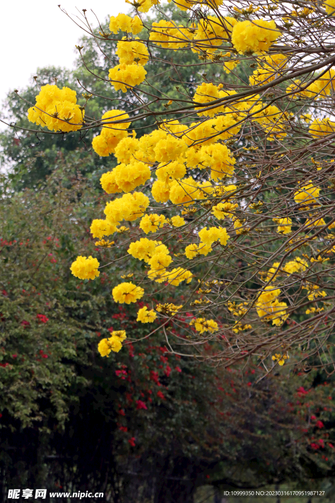 风铃花