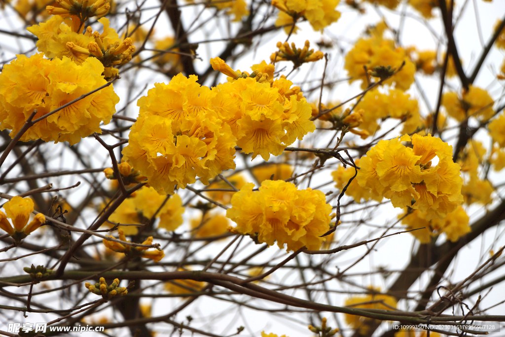 风铃花