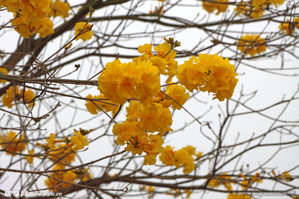 风铃花