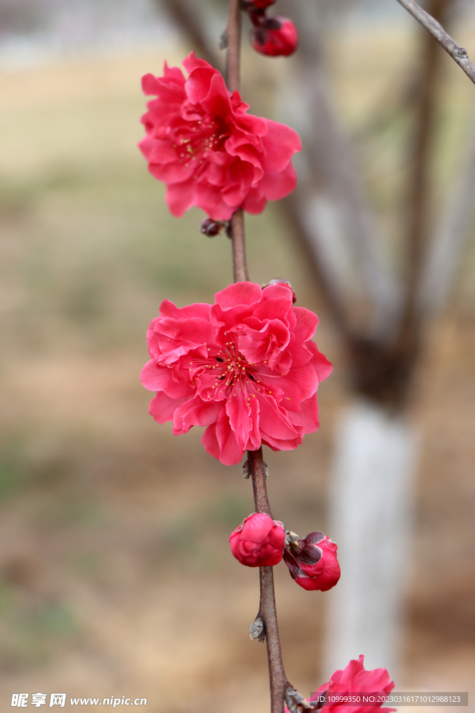 桃花