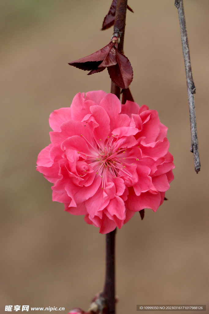 桃花