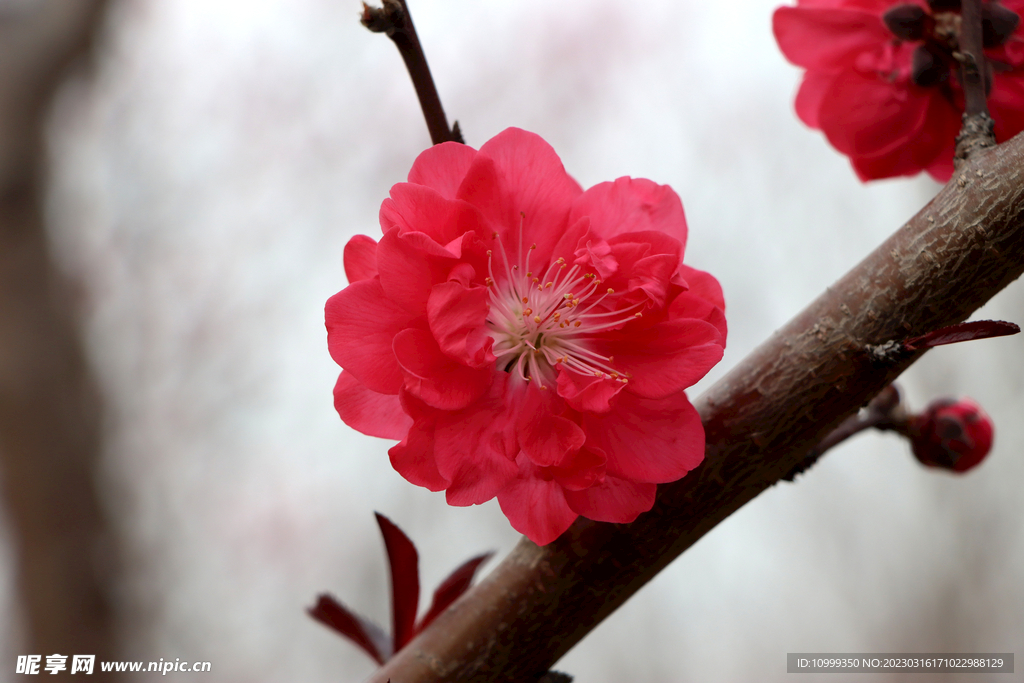 桃花