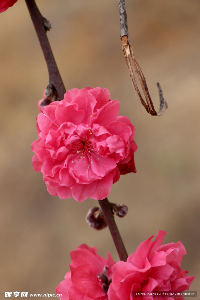 桃花