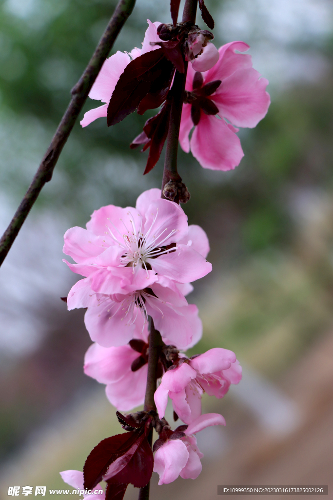 桃花