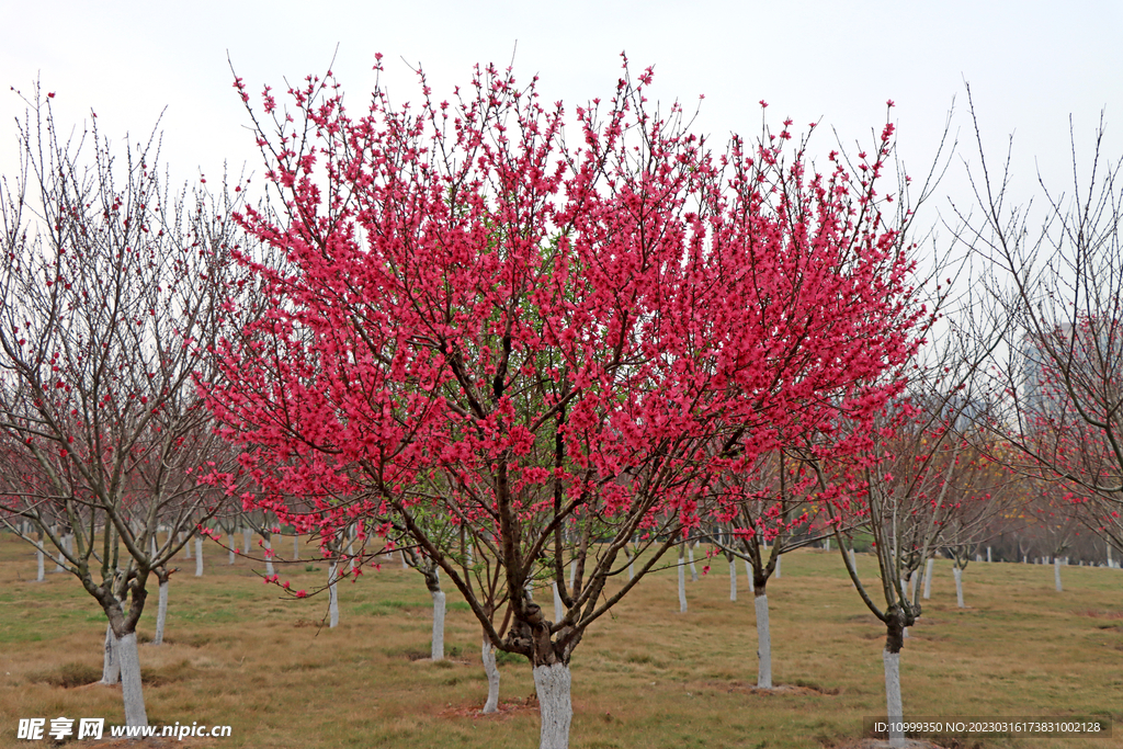 桃花桃花树