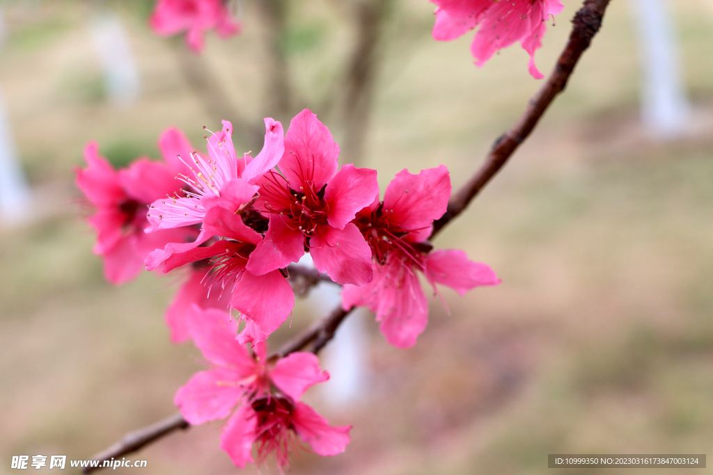 桃花