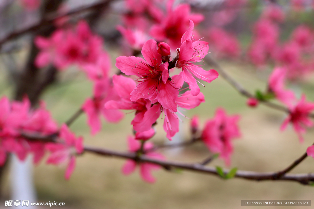 桃花