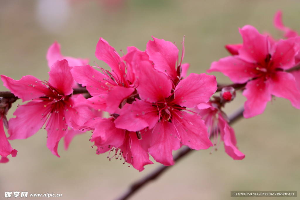 桃花