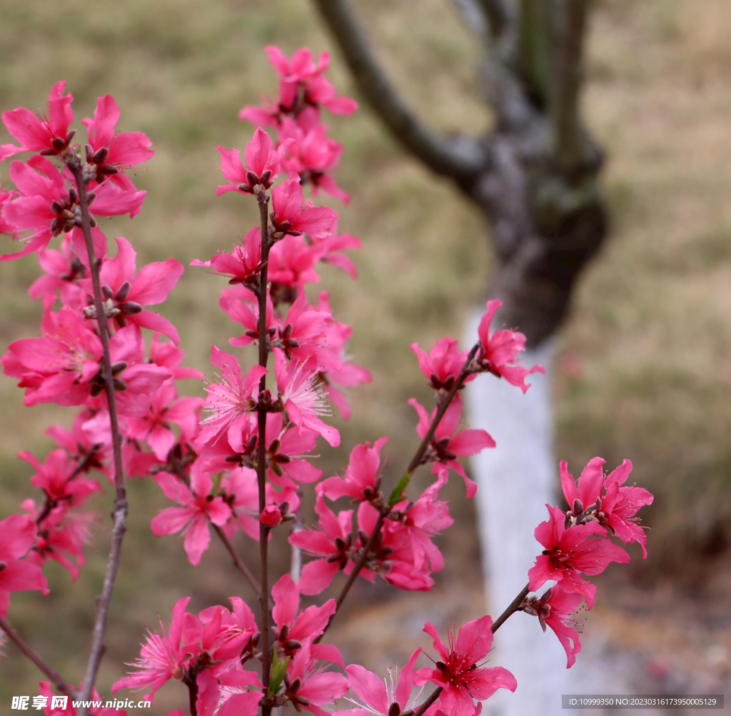 桃花