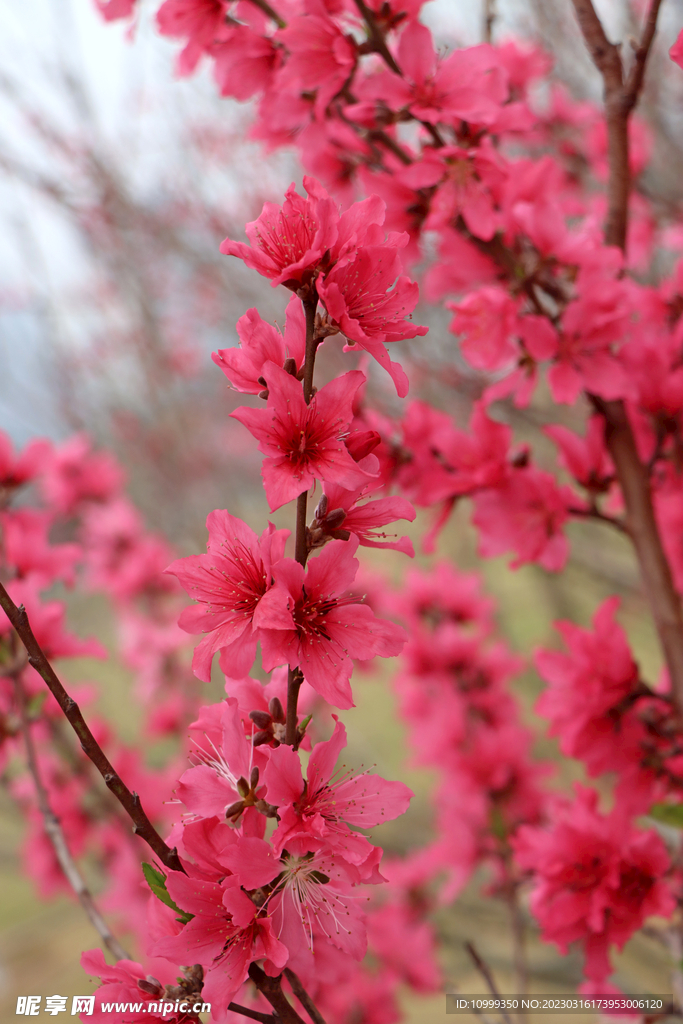 桃花
