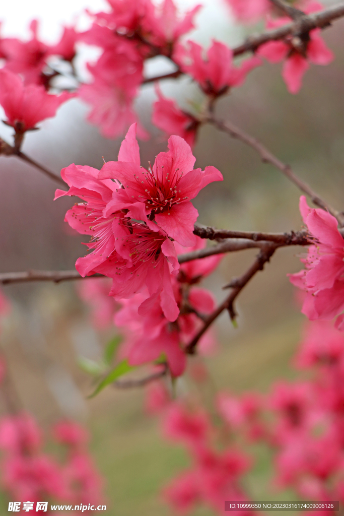 桃花