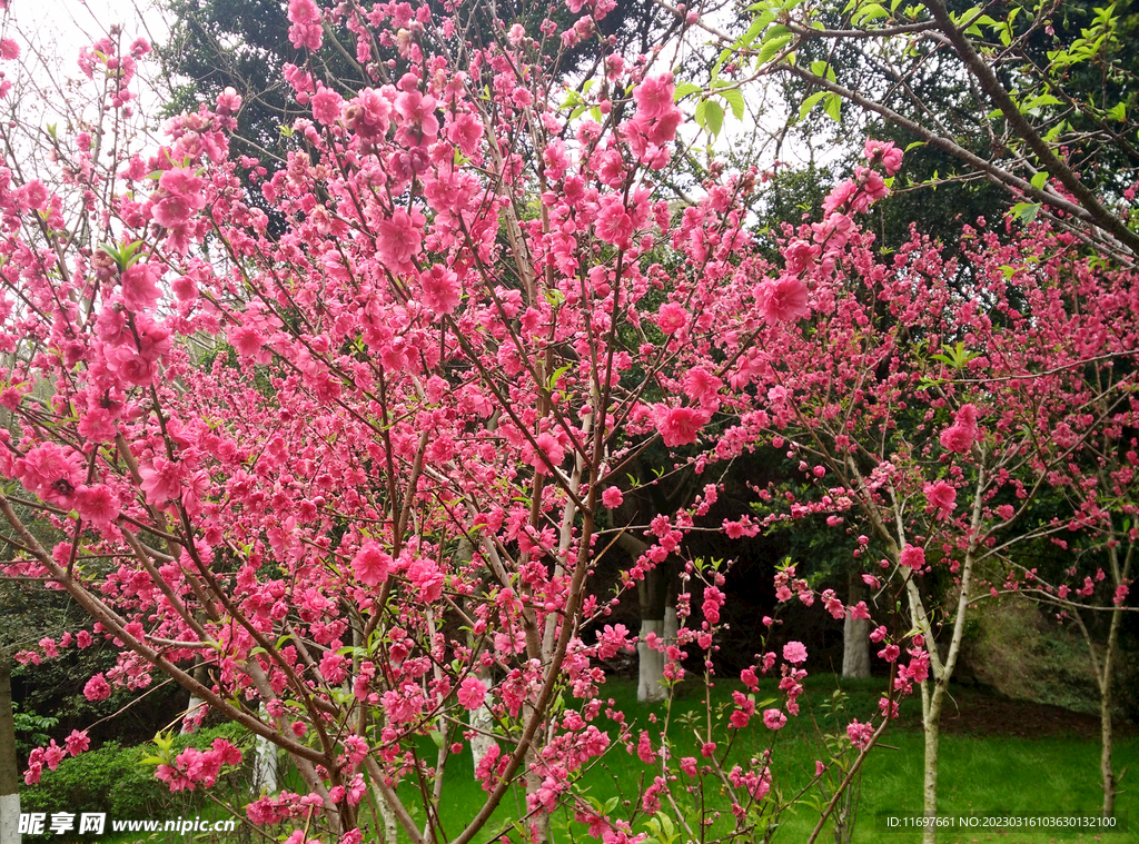 桃花