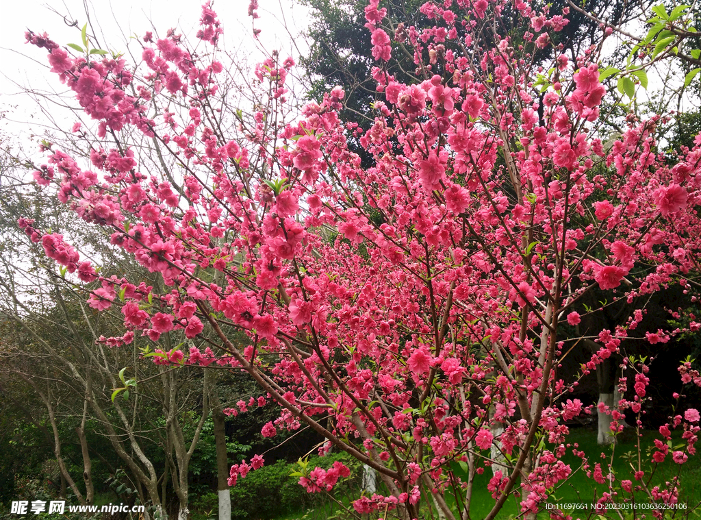 桃花