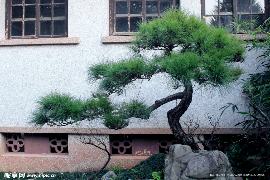 植物盆景