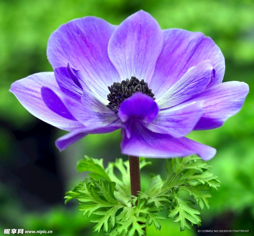 紫色银莲花