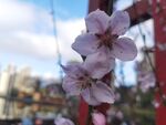 黄桃花开