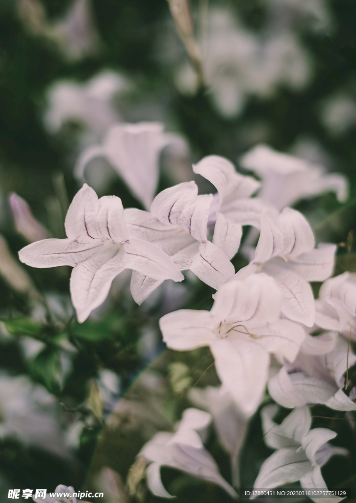 花卉