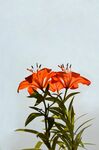 毛百合