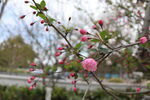 春暖花开