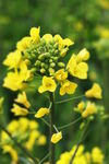 油菜花