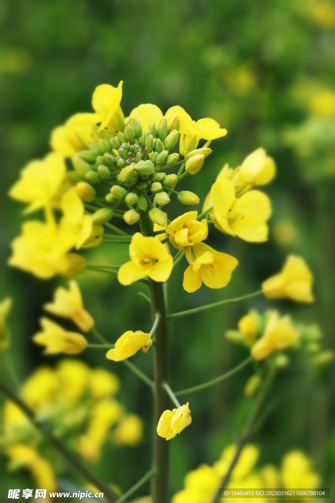 油菜花