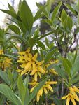 小黄花