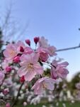 粉色花