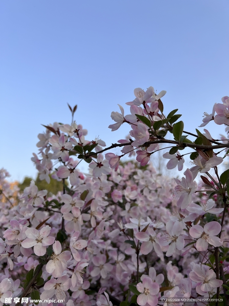 唯美花