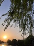 夕阳柳树