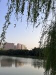 柳树城市倒影