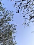 树天空