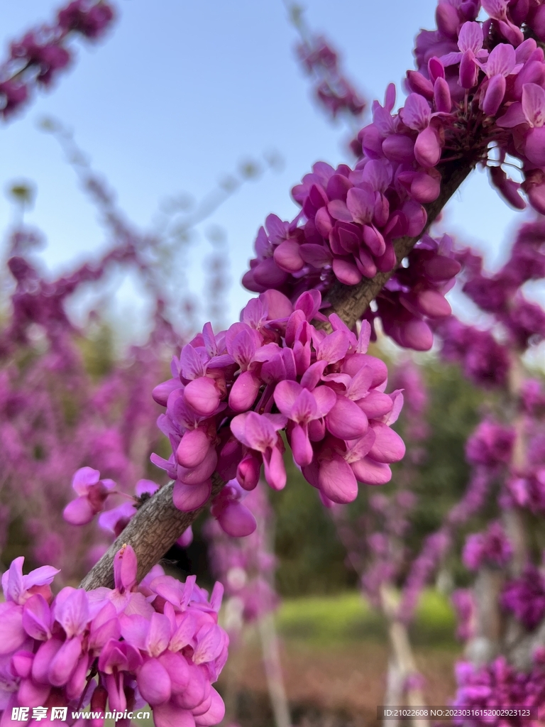 紫荆花