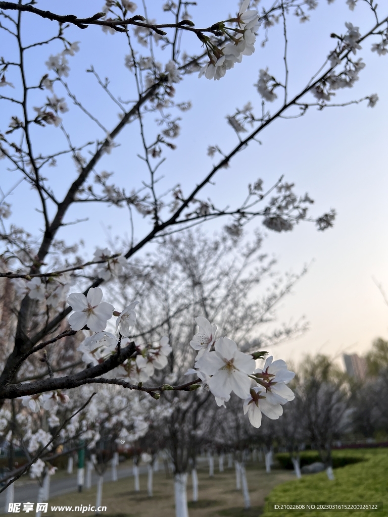 白樱花