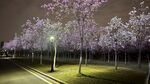 花都湿地公园花林
